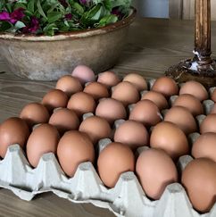 Rysensteen sælger egne æg